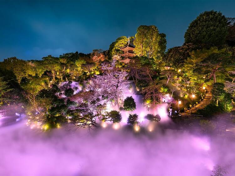 Night Sakura Sea of Clouds at Hotel Chinzanso Tokyo