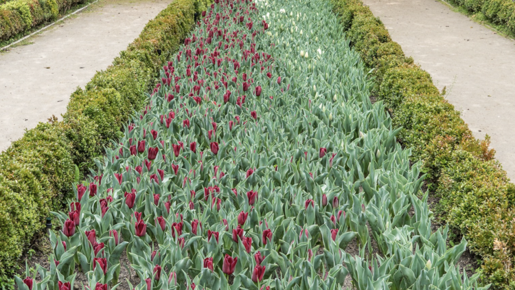 Real Jardín Botánico. Tulipanes