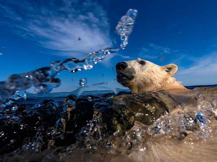 Ice bear as sea bear © Martin Gregus (Canada, Slovakia)