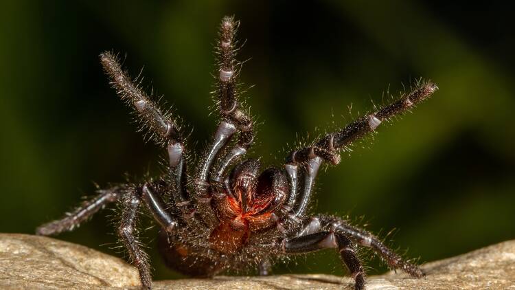 A Sydney Funnel Web Spider bares its fangs