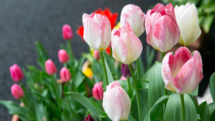 Tulip Garden Open House at The Embassy of the Netherlands