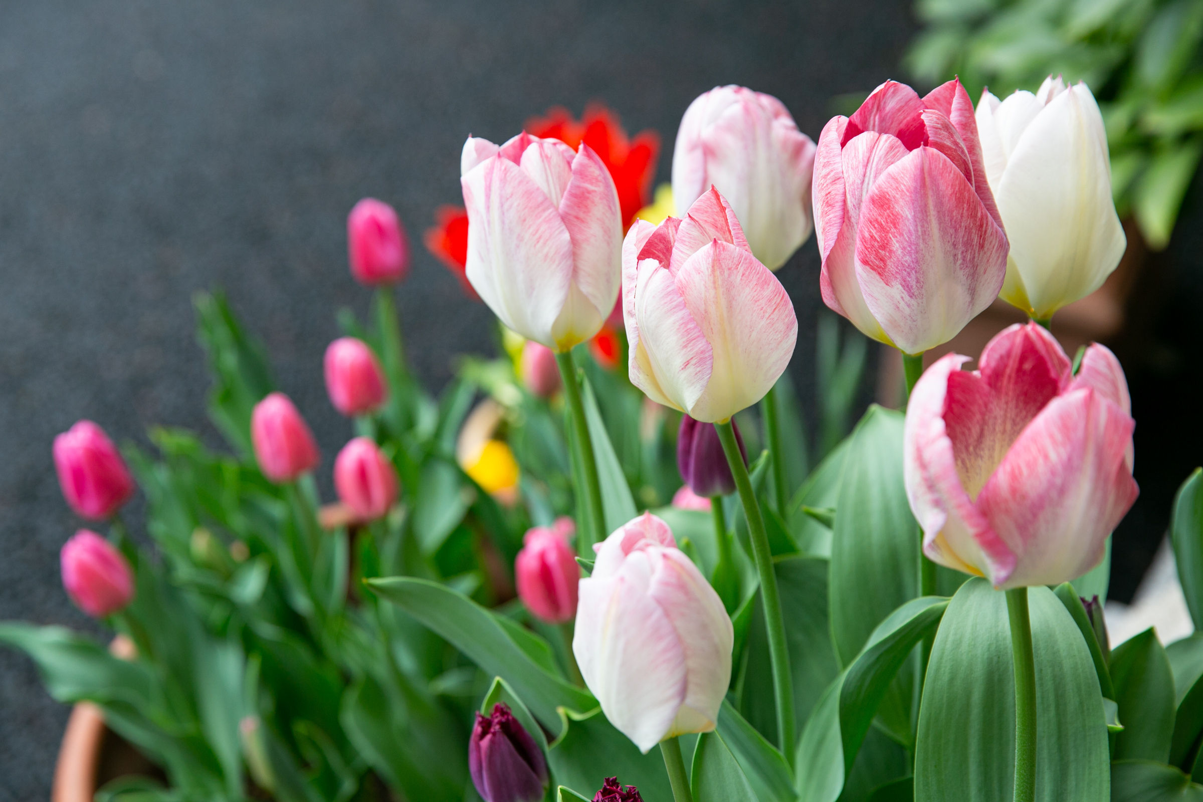 Tulip Garden Open House at The Embassy of the Netherlands