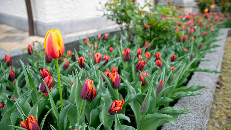 Tulip Garden Open House at The Embassy of the Netherlands