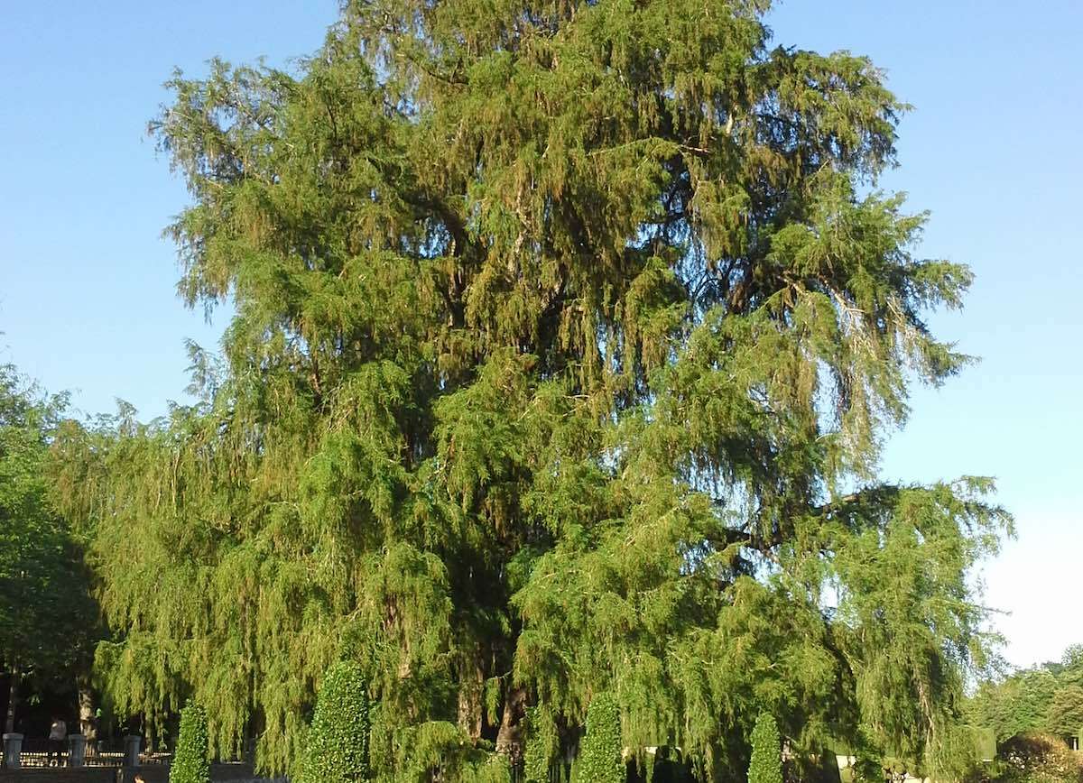 Este es el árbol más antiguo de Madrid