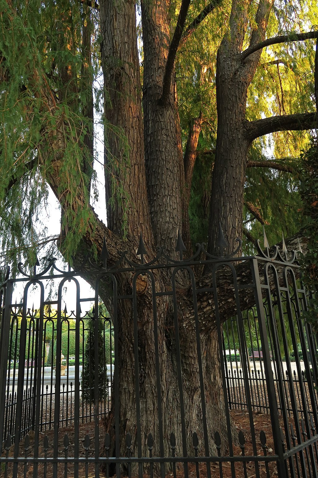 El Ahuehuete del Retiro (foto: Malopez 21).
