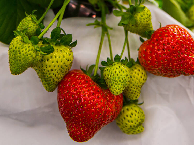 It just released two new strawberries, side-by-side
