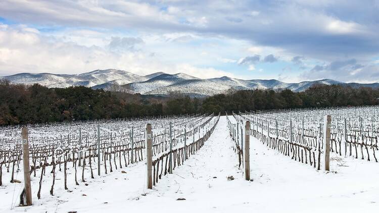 Frosted vineyard