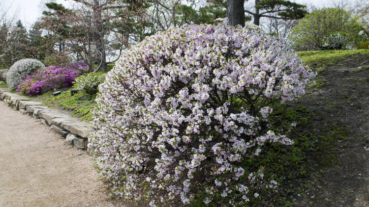 Chicago Botanic Garden