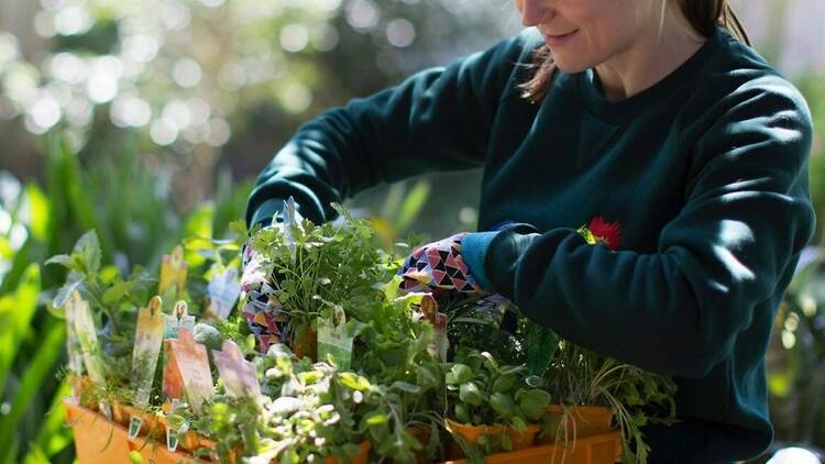 A woman wearing garden gloves and sifting through plants.