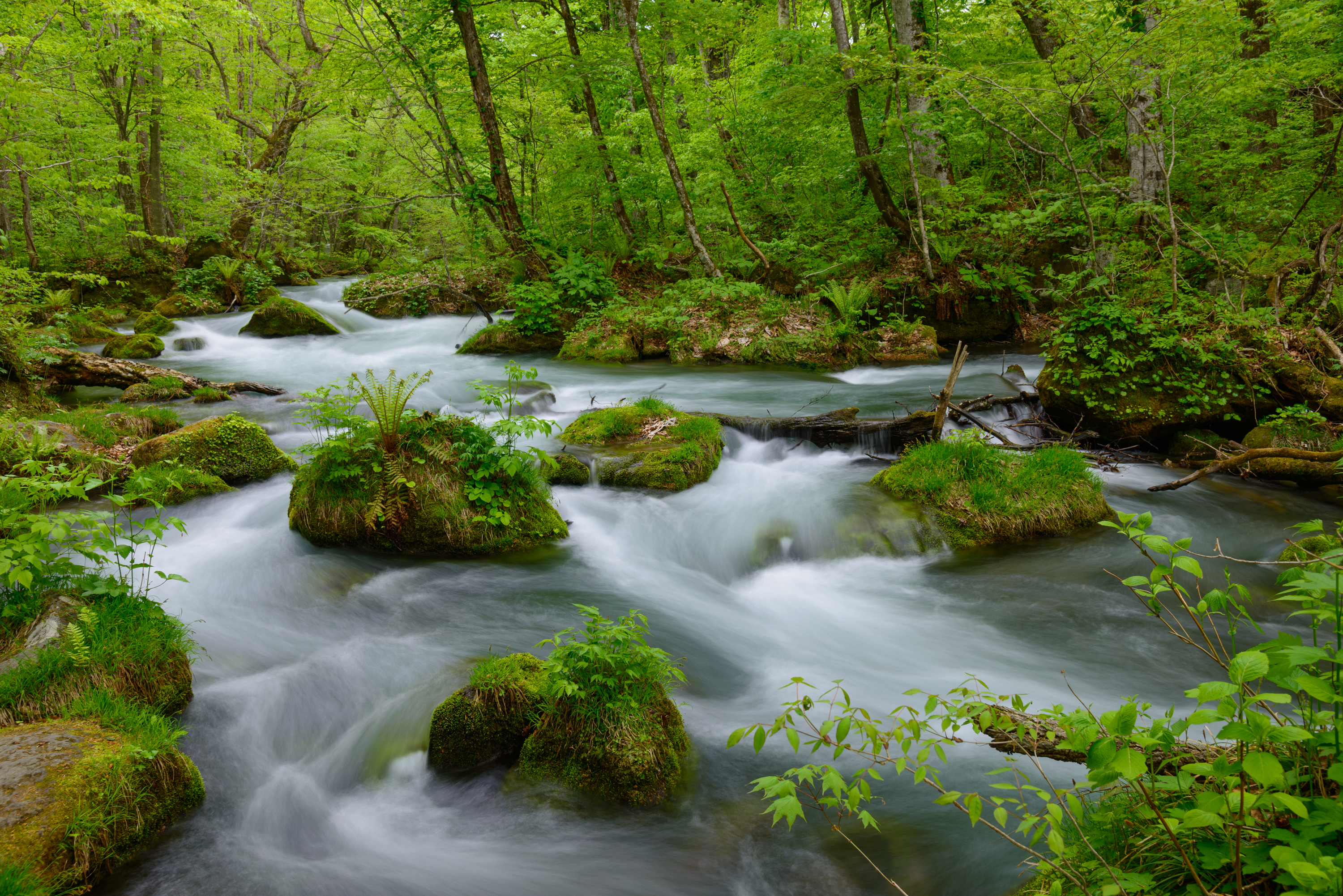 Oirase Gorge in Aomori, gushing stream surrounded by lush forest