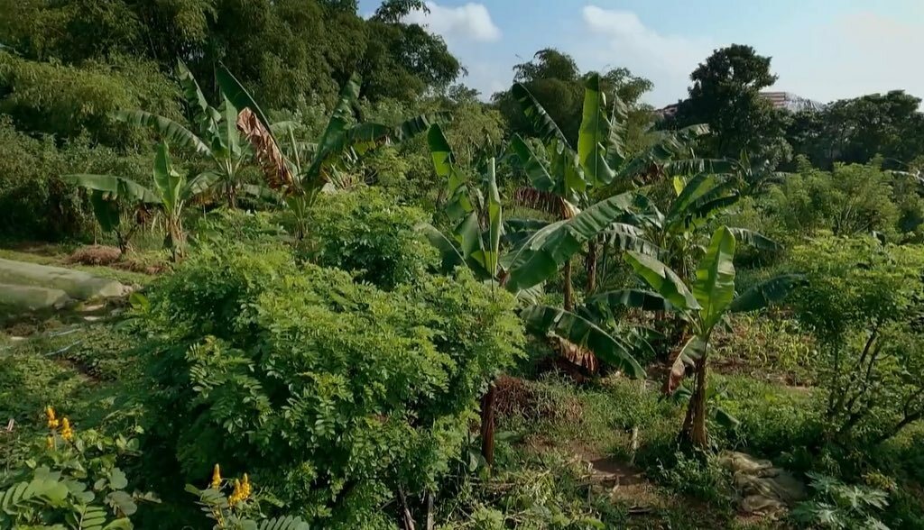Party in the jungle at this event where there will be talks on environmental conservation, DJs, ice baths and cocktails
