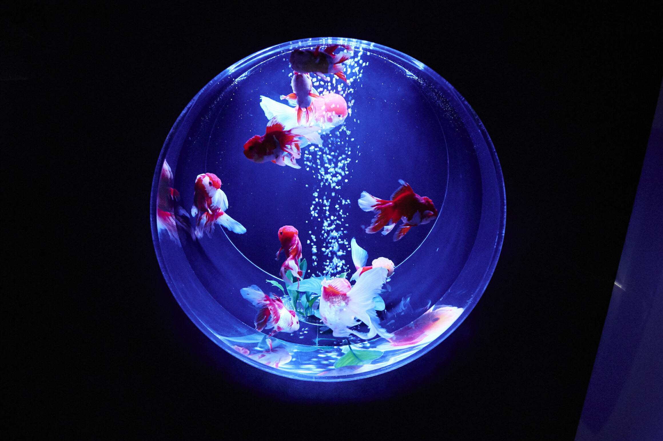 アートアクアリウム美術館 GINZA