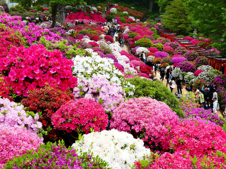 Bunkyo Azalea Festival