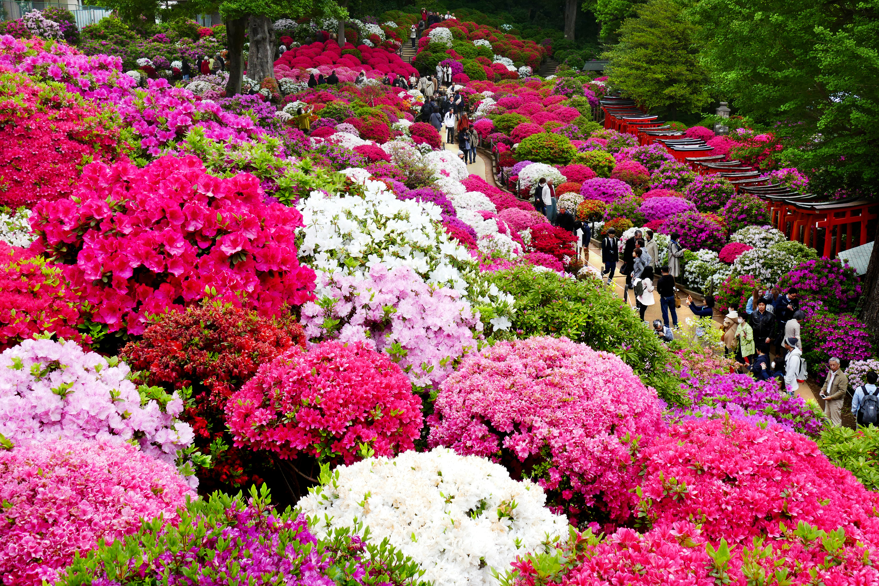 nezu shrine azalea garden
