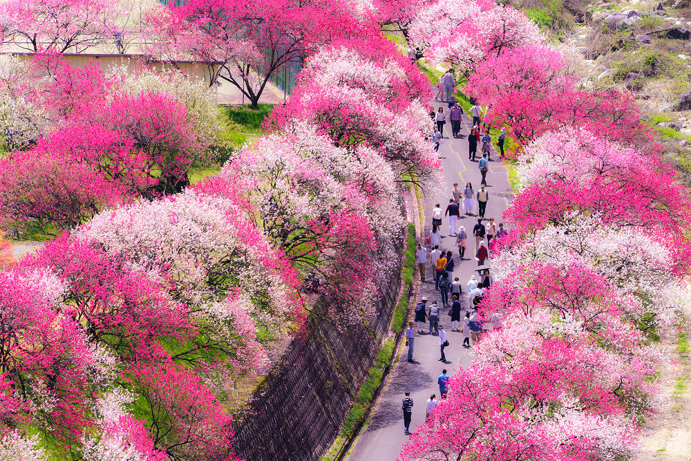 Achi Mura In Nagano Is One Of The Top Places To See Peach Blossoms This Spring