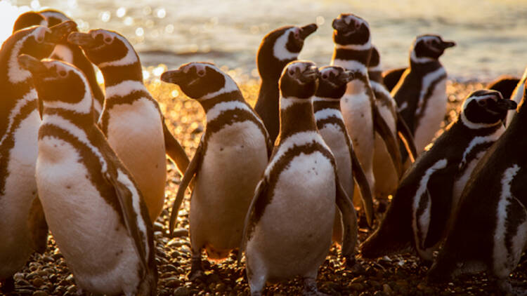 BBC Earth specials 