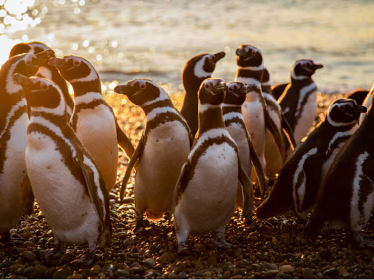 BBC Earth specials 