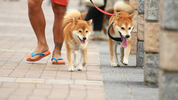 Dogs in hk