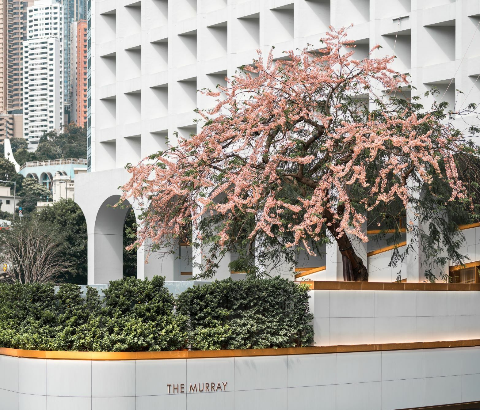 香港四月好去處22 消費券優惠 香港美利酒店節果決明古樹花季22 劇場版咒術迴戰0 姜濤期間限定店