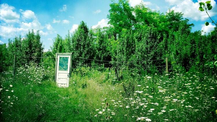 Door in field | Yellow Springs, OH