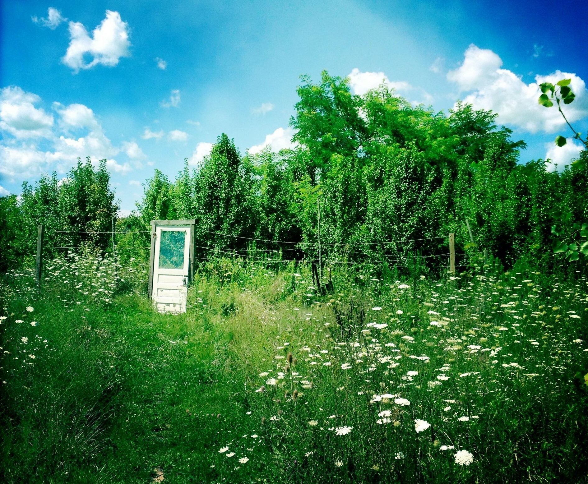 Nature Glance-What's a Fen? 