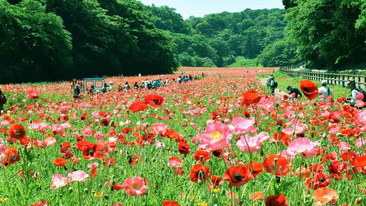 Kurihama Flower Park