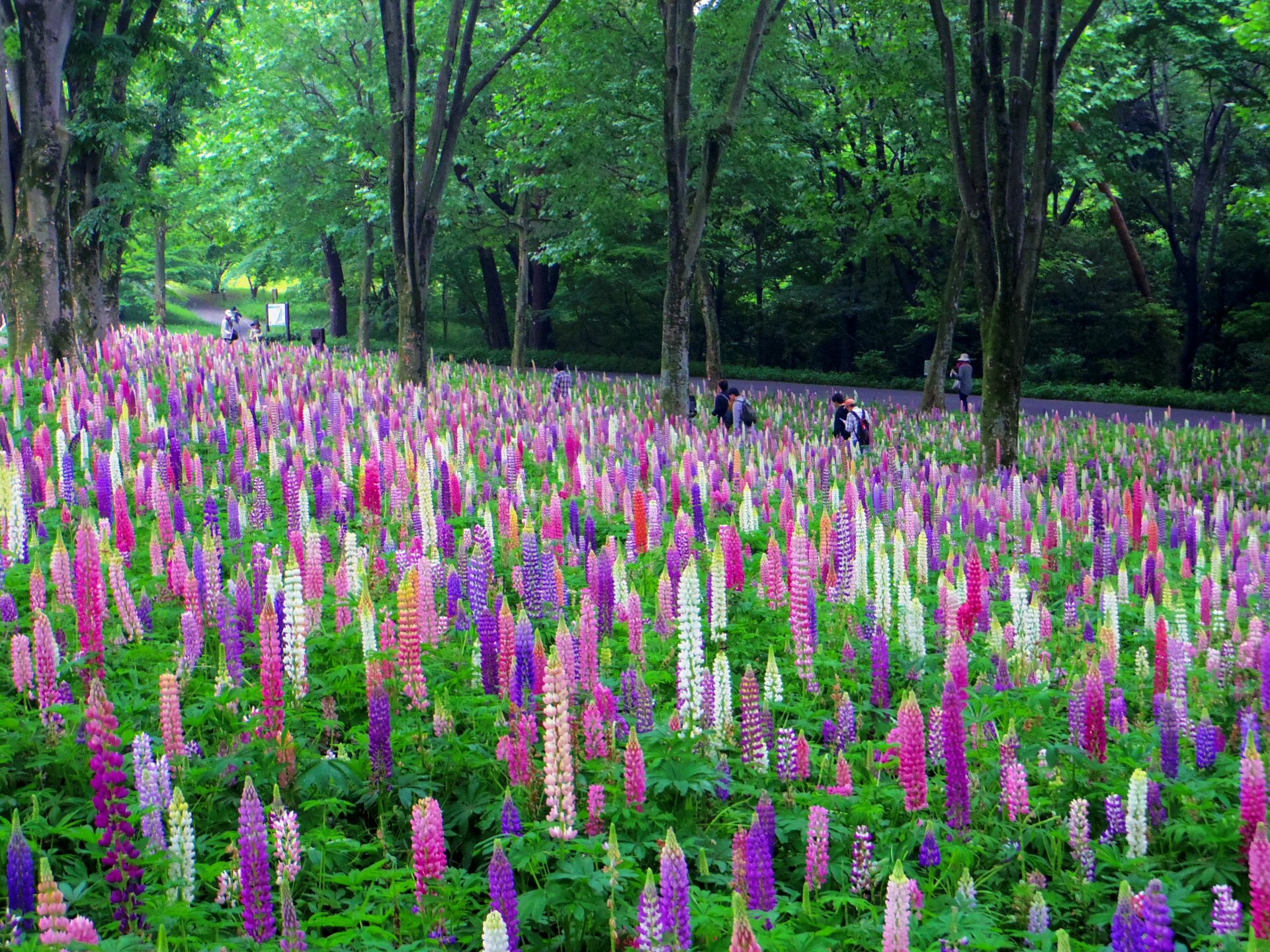 Musashi-Kyuryo National Government Park