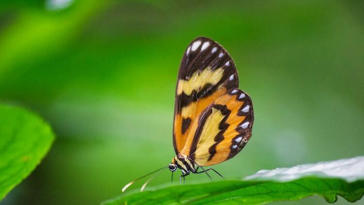 Butterfly on leaf