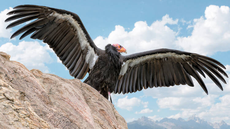 California condor bird on a rock with wings spread against blue sky