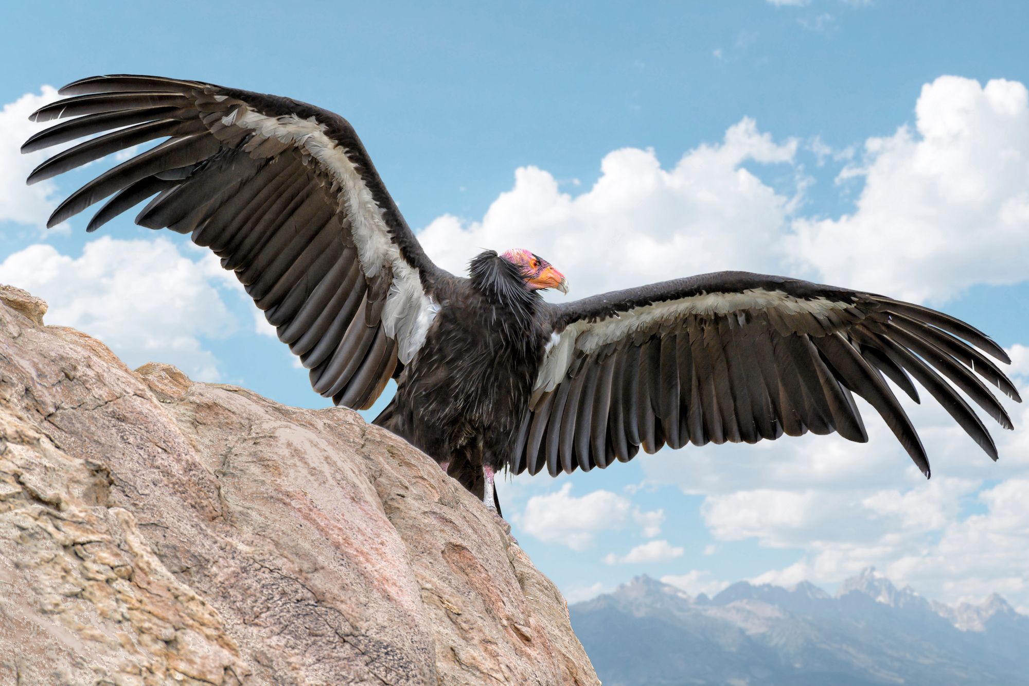 Yurok Tribe Will Release Four Condor Youths Into the Wild to Try to  Repopulate This Lost Species