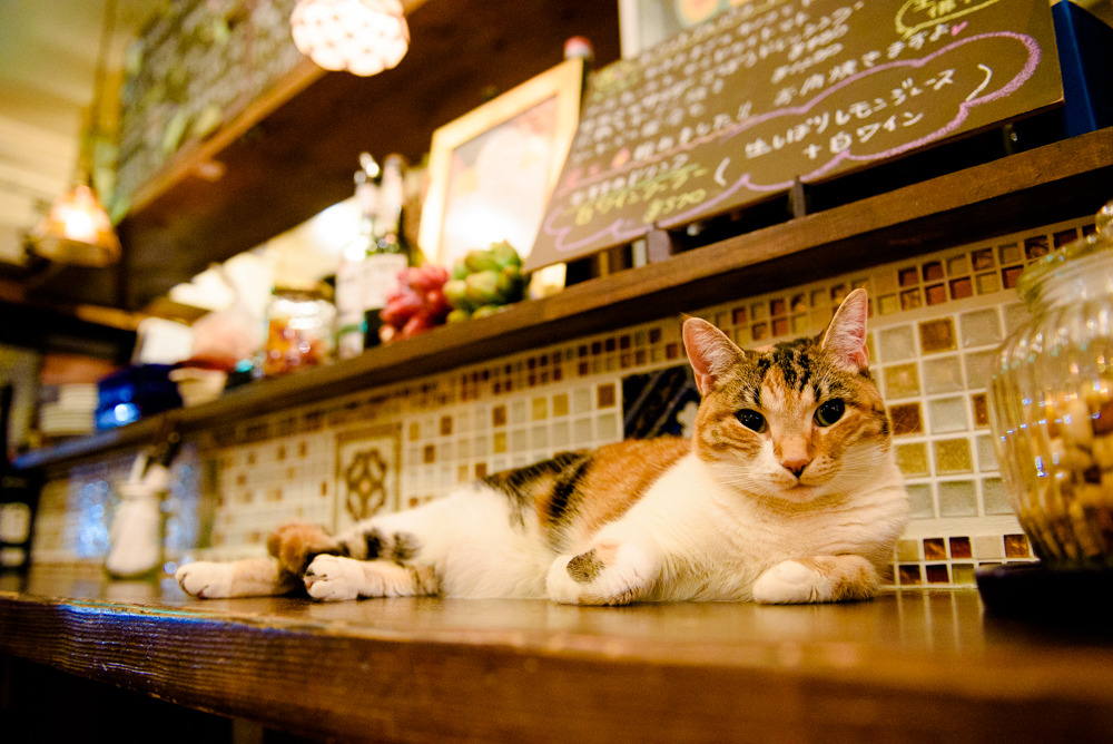 東京ロビン