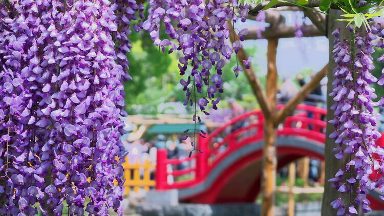 亀戸天神社 藤まつり（Photo: Sorara/Photo-AC）