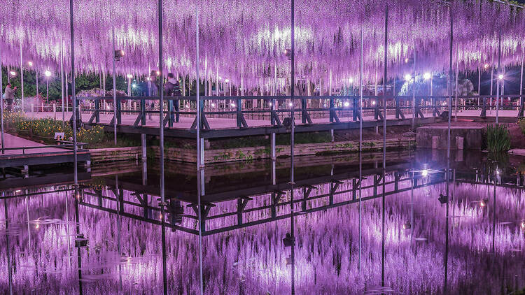 東京 藤の名所5選