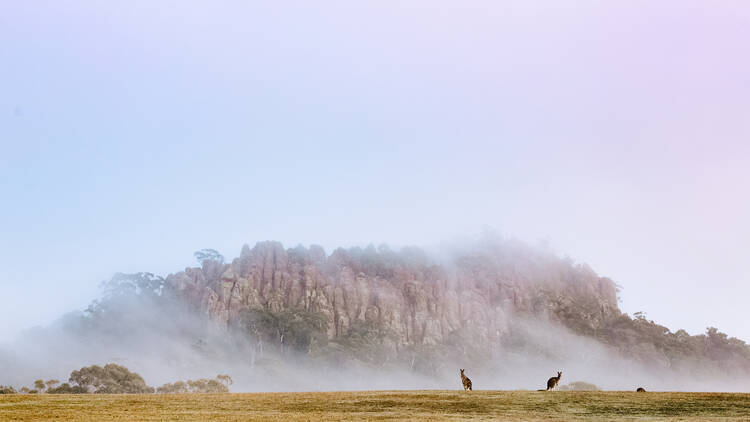 Hanging Rock shrouded in cloud with kangaroos in the foreground.