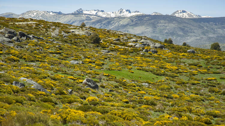 Piorno en flor. Ávila. Gredos norte