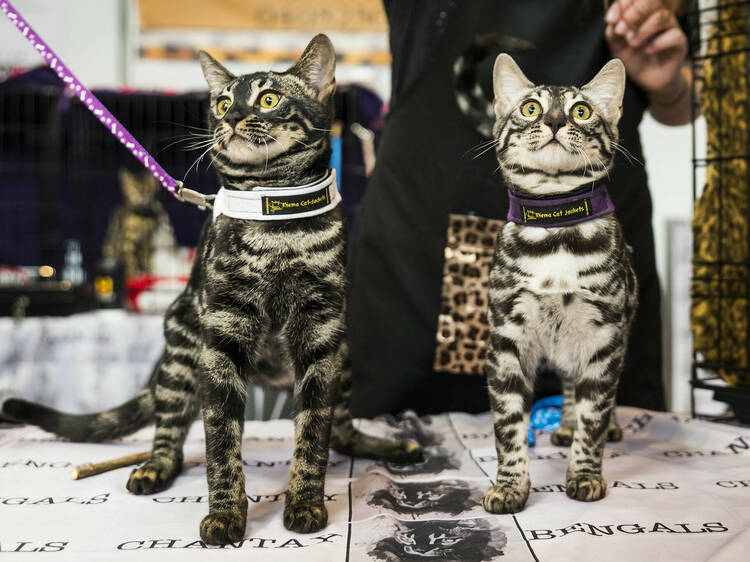 Cat Lovers Show