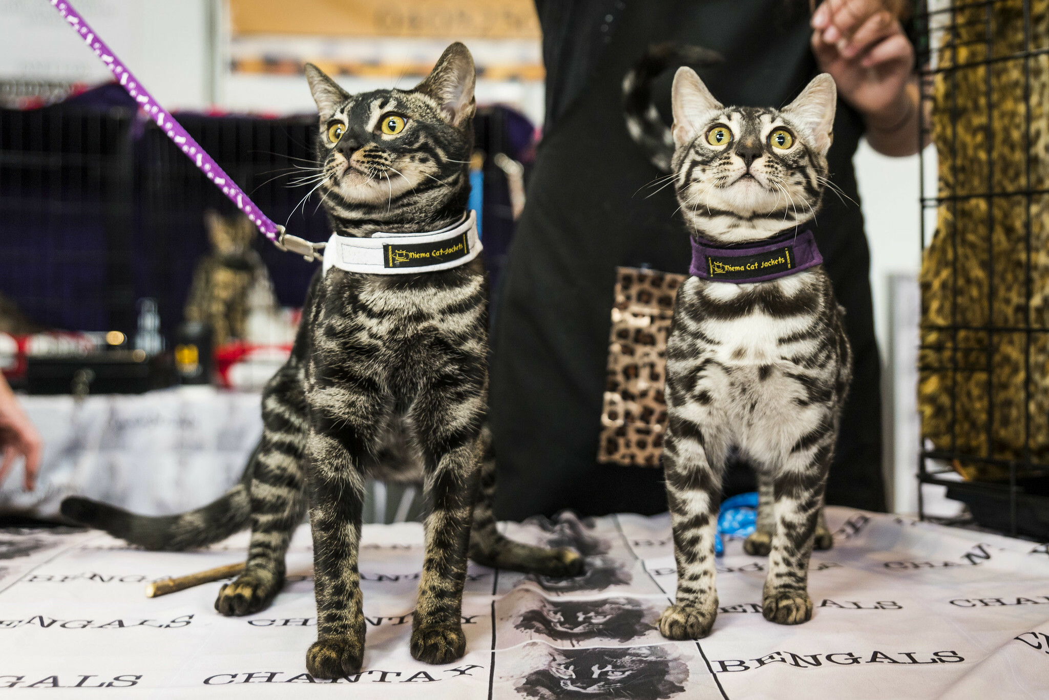 Cat Lovers Show is coming to the Melbourne Showgrounds in October 2024