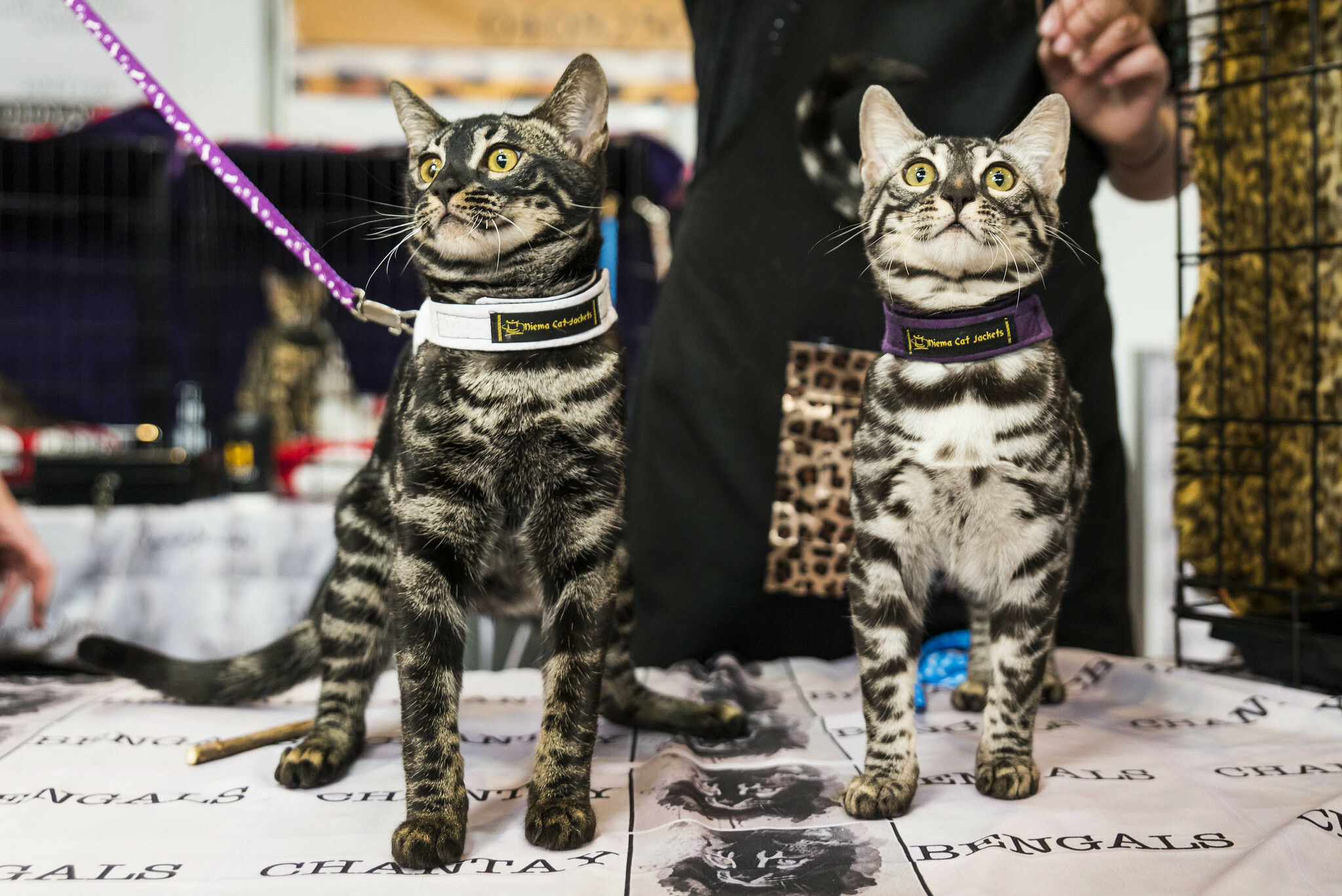 Cat Lovers Show is coming to the Melbourne Showgrounds in October 2025