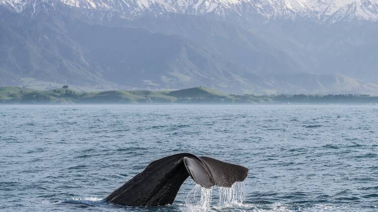 Go whale watching in Kaikoura