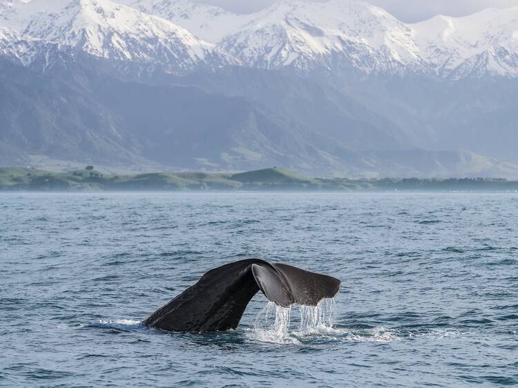 Go whale watching in Kaikoura