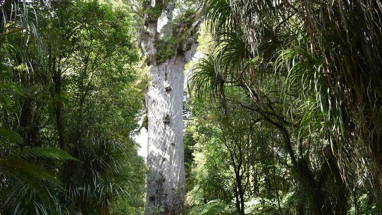 Discover the ancient kauri forest