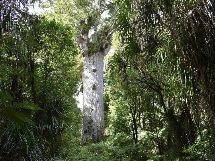 Discover the ancient kauri forest