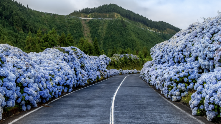 Hortènsies a les Açores