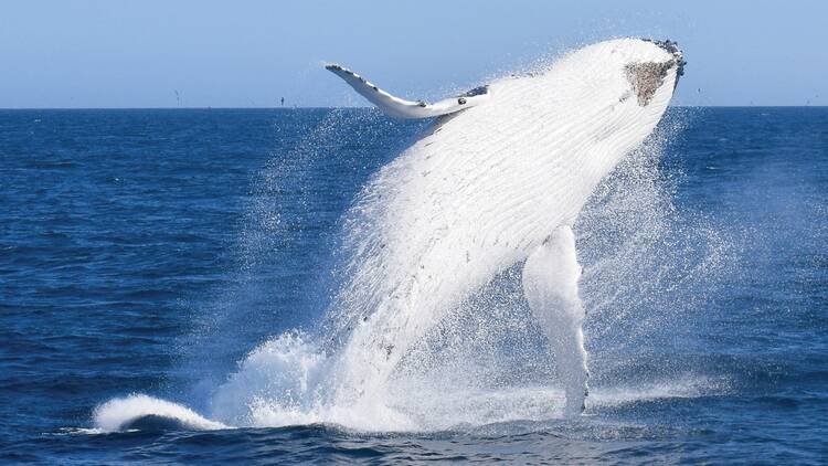 A humpback whale coming out of the water.