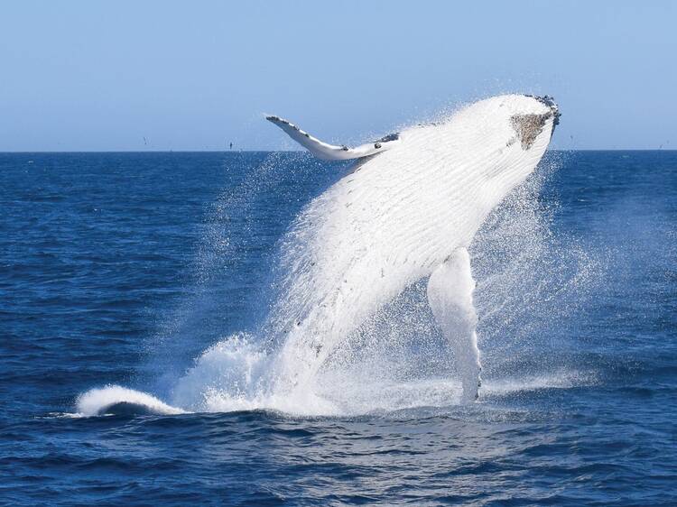 Whale-watching season in Victoria has begun – here's how to see them