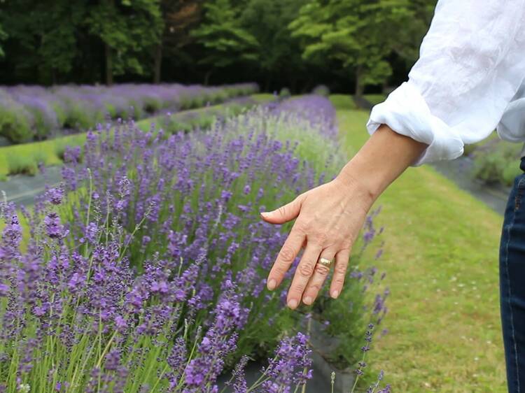 Lakeside Lavender and Herbs