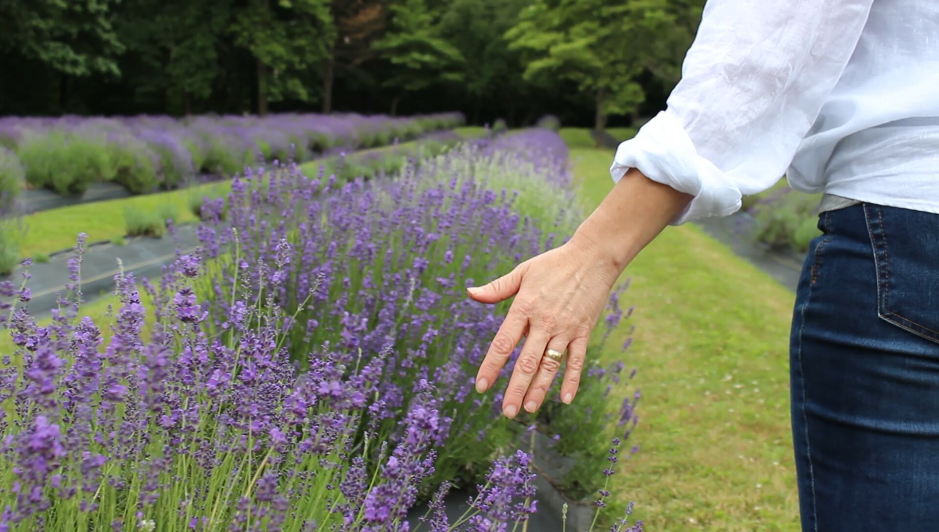 Lavender Sachet - Small - Hope Hill Lavender Farm