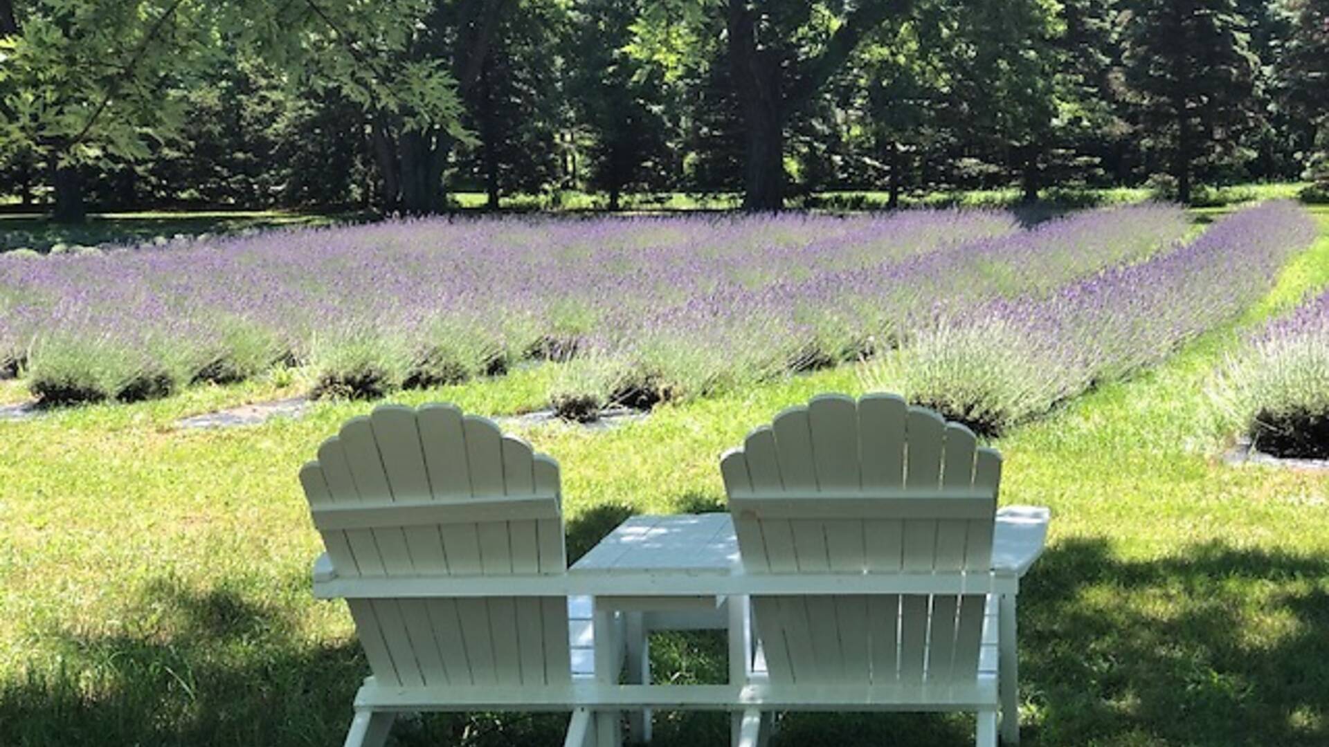 The 9 Best Lavender Farms Near Chicago