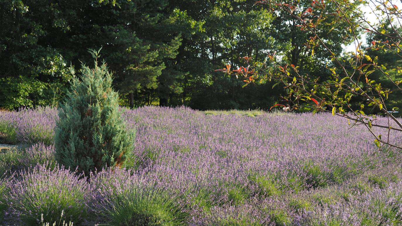 The 9 Best Lavender Farms Near Chicago