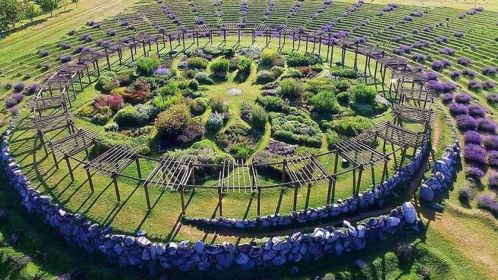 Lavender Farms Near Me, A Treasure to Explore